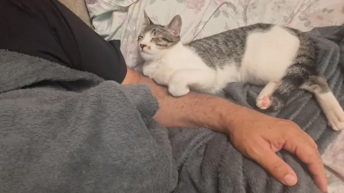 Doação de um gato