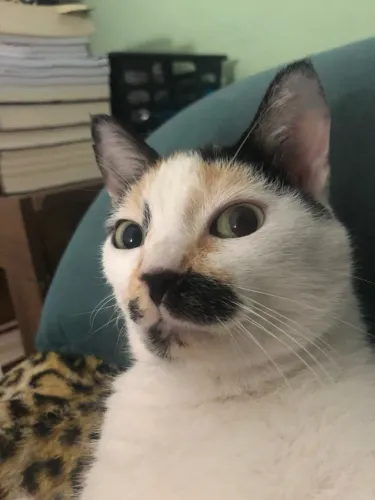 Doação responsável Gatinha