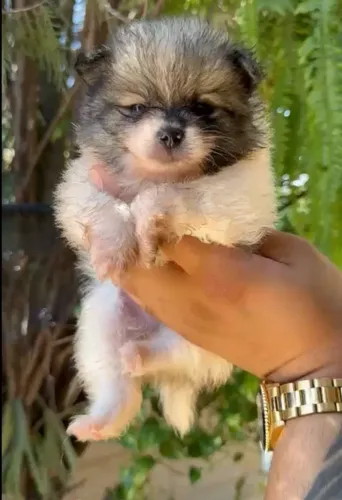 Lulu mini fêmeas