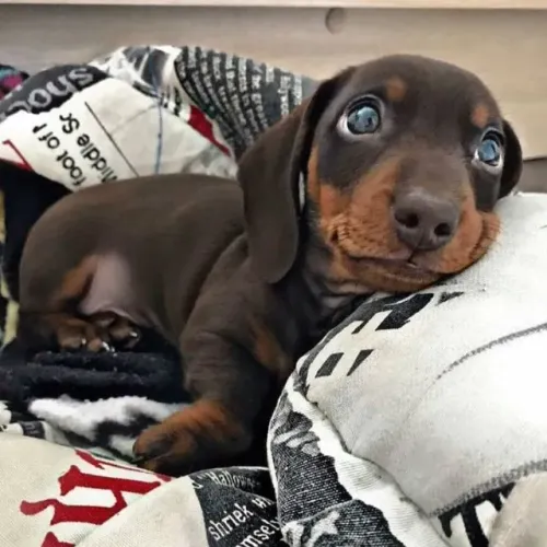 Dachshund / Teckel Narizinhos Atentos a cada Detalhe