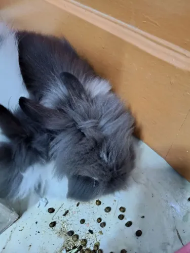 Coelhos