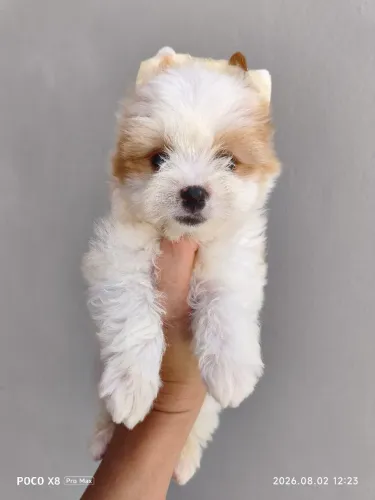Yorkshire Golddust Terrier macho