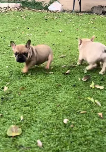 Vendo lindos filhotes de buldogue francês 