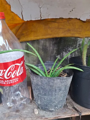 Planta Babosa Apartir6Reais/ Faço Entrega