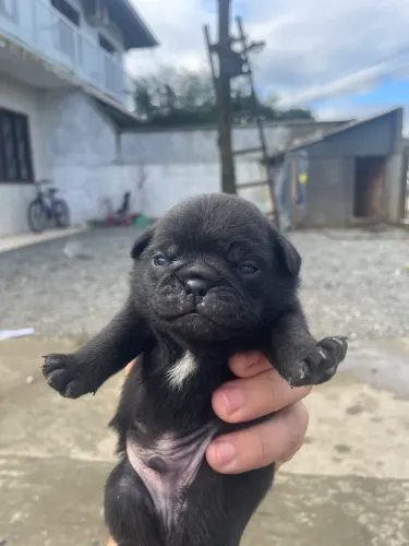 Filhotes de pugs disponíveis