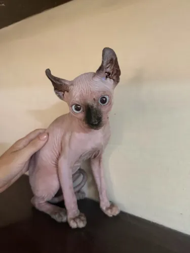 Gato sphynx fêmea