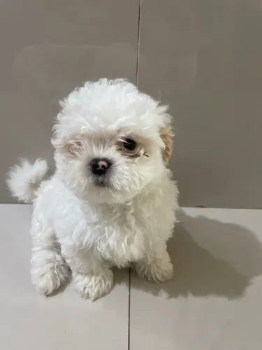 Filhotes de cachorro Lhasa apso