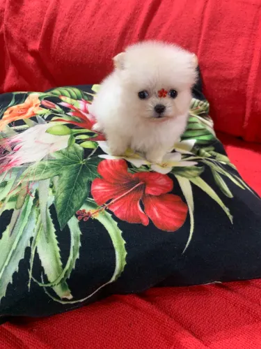 SPITZ ALEMÃO BOLINHA PELO AMOR D QUATRO PATAS