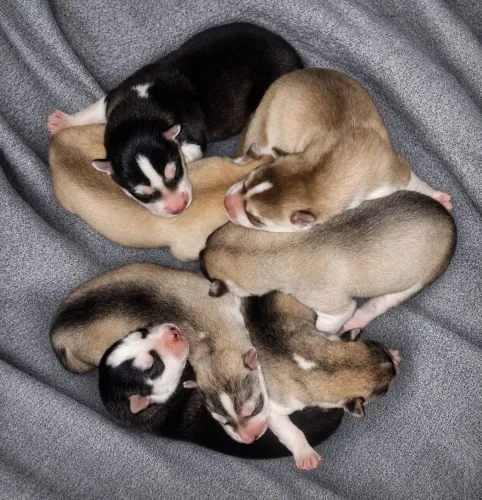 Filhotes de Husky Siberiano/Canil Registrado