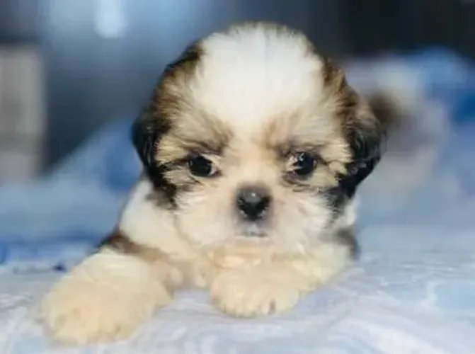 Filhote de cachorro shih tzu/shitzu saudável e temperamento dócil
