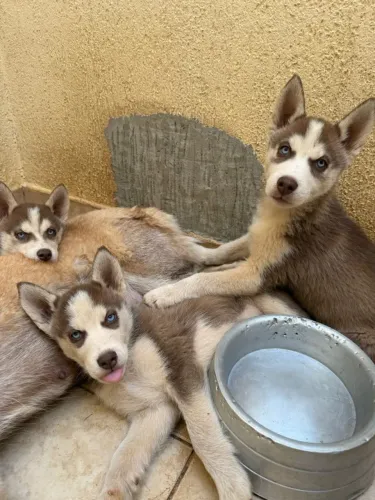 Filhotes de Husky Siberiano Puro - Olhos Azuis