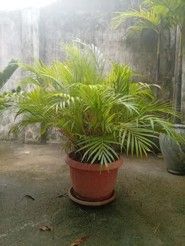 Palmeira Areca (Areca-bambu)