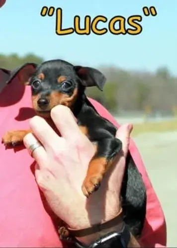 Filhotes Pinscher/ Pincher brincalhão e de linhagem selecionada