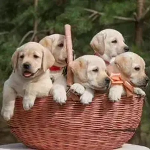 Labrador Retriever,Labrador Retriever Filhote Vacinado e Vermifugado