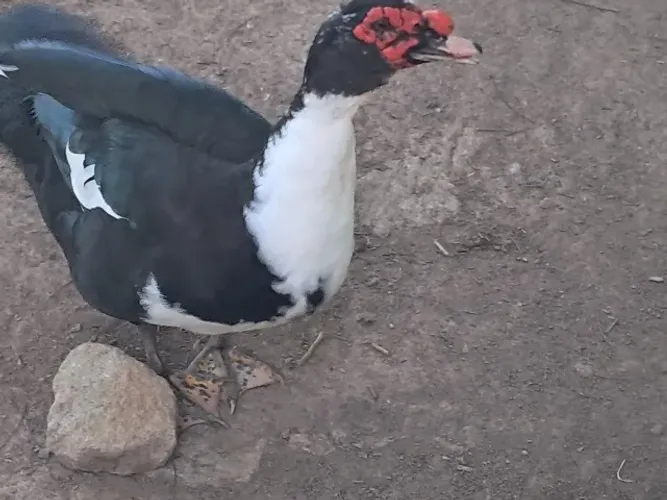 Patos com 8 meses