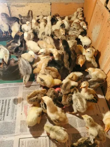 Pintinhos caipira