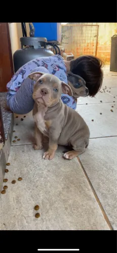 American bully