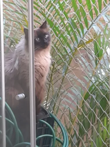Doação lindo gato Siamês adulto