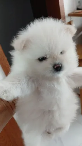 Spitz alemão