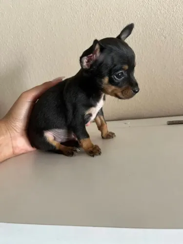 Cachorro bela chiuaua com pinscher fêmea em oferta
