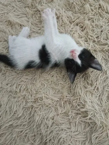 Gato macho filhote 