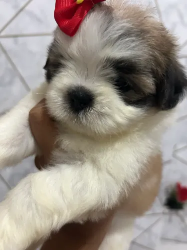 Shitzu 