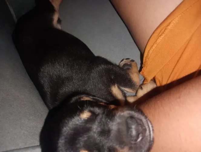 Adoção de cachorro ( fêmea ) de 3 meses
