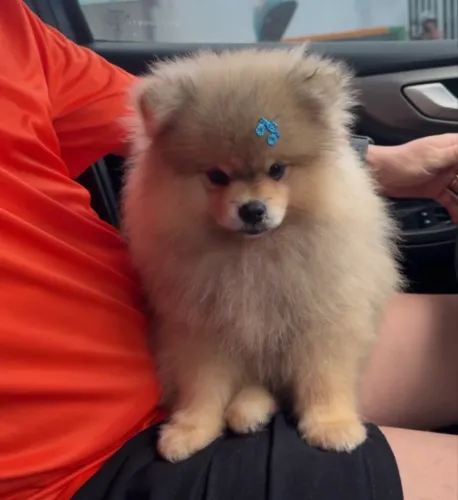 Spitz Alemão Macho - Filhote 4 meses