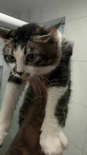 Doa se gato macho 1 ano de idade