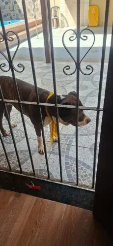 Cachorro pra cruzar pitbul