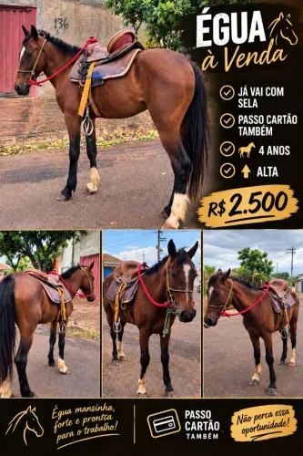 Égua mansa