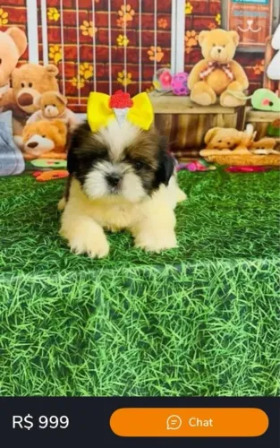 Shih Tzu Um cachorrinho assim é puro encanto e leveza