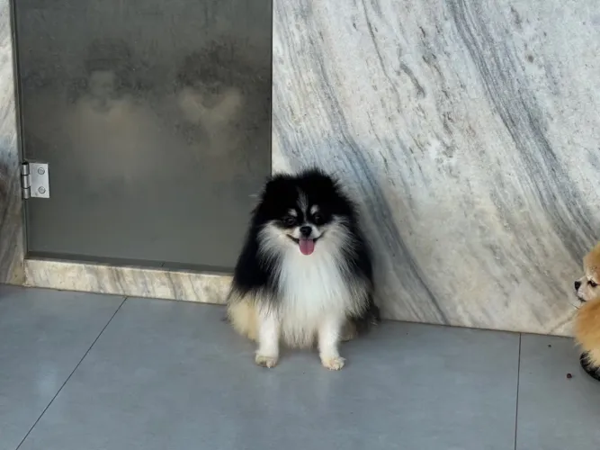Spitz Alemão Anão Disponível