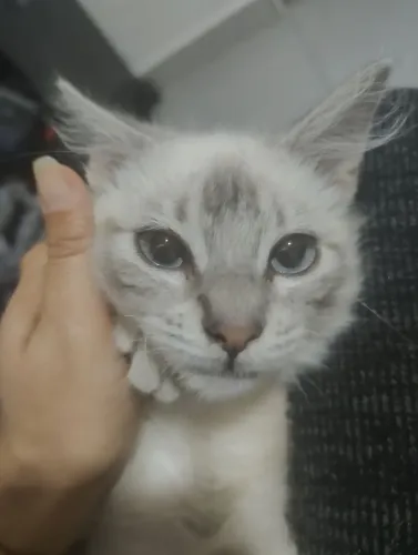 Doação de gatinha