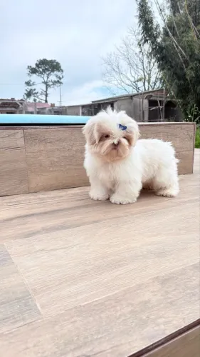 Shih tzu machinho com 3 doses de vacina