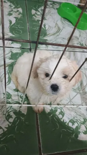 Vende se filhote de Shitzu 