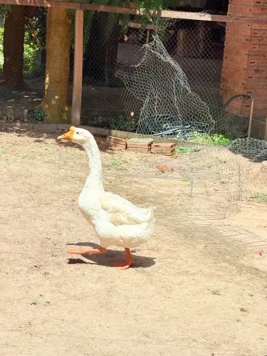 Ganço 