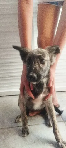 Cachorros para adoção