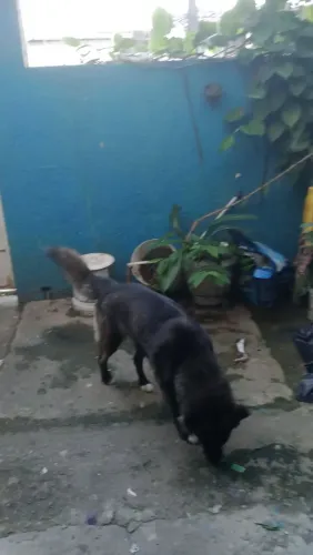 Estou a procura de um namorado pra minha cachorra bela que more nós torrões