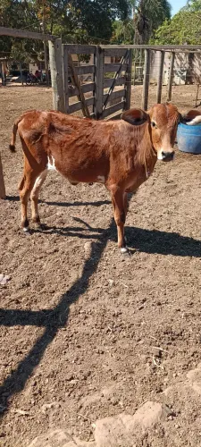 Bezerra fêmea.