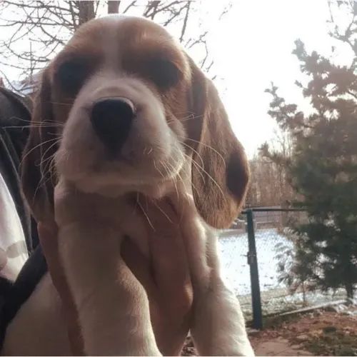 ?Beagle filhotes disponíveis agora?
