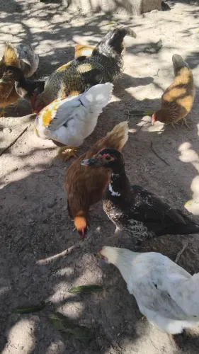 Vendo galinhas e patos