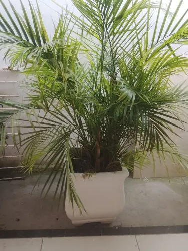 Vasos de planta