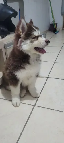 VENDO FILHOTE DE HUSKY SIBERIANO