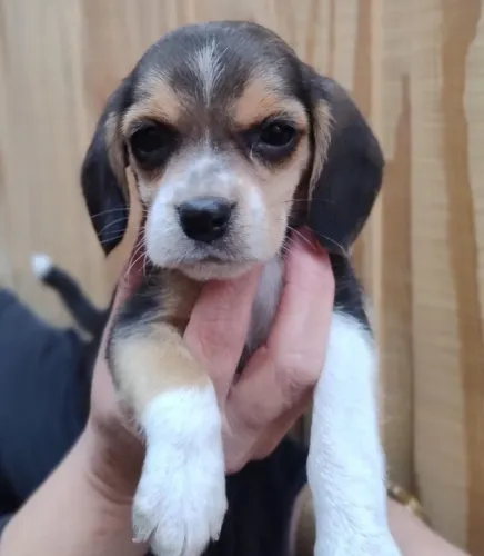 beagles com contrato
