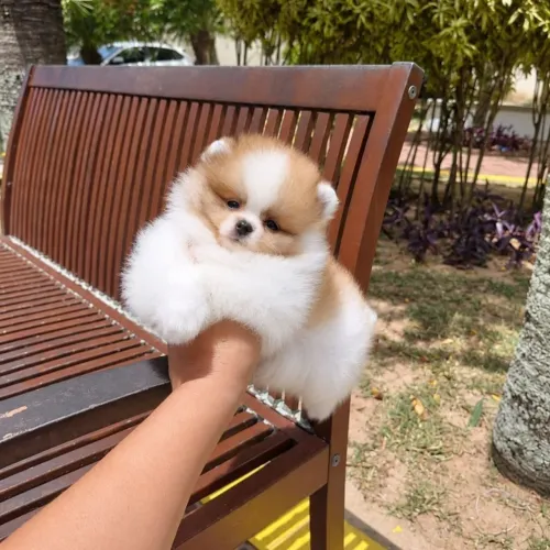 Ursinhos Anões Lulu da Pomerânia Legítimos