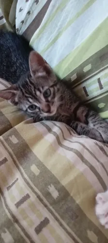 A procura de tutores apaixonado por gatos!