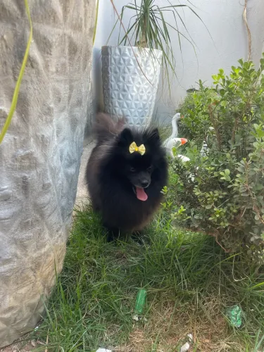 Vendo Lulu fêmea