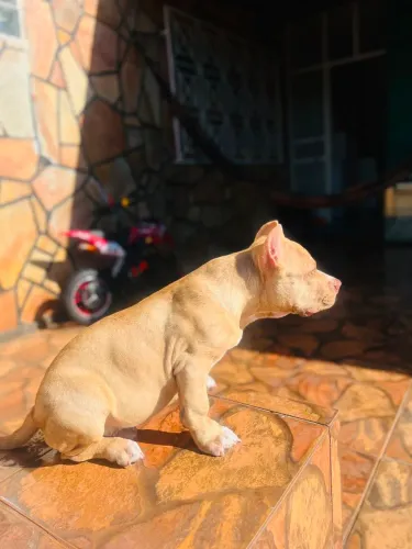 American Bully pocket macho 