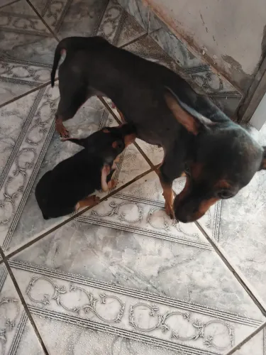 Pet